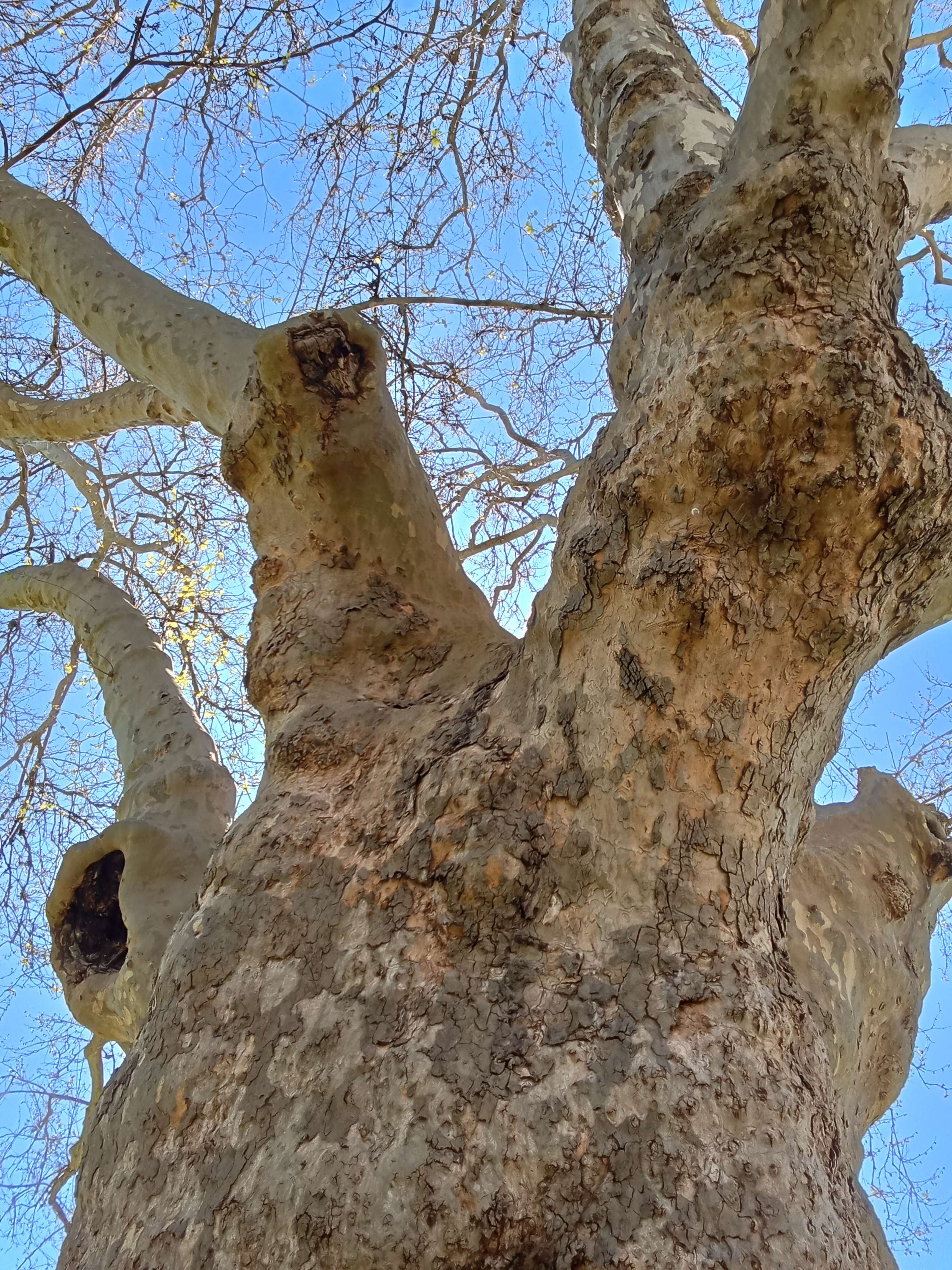 tree of friendship from another angle :3!